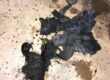 debris removed from clogged sewer line using cable machine in Spokane