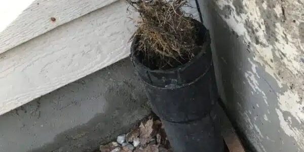 sewer-root-removal-cda-cabling tree roots being cabled out of clogged sewer main to restore drainage