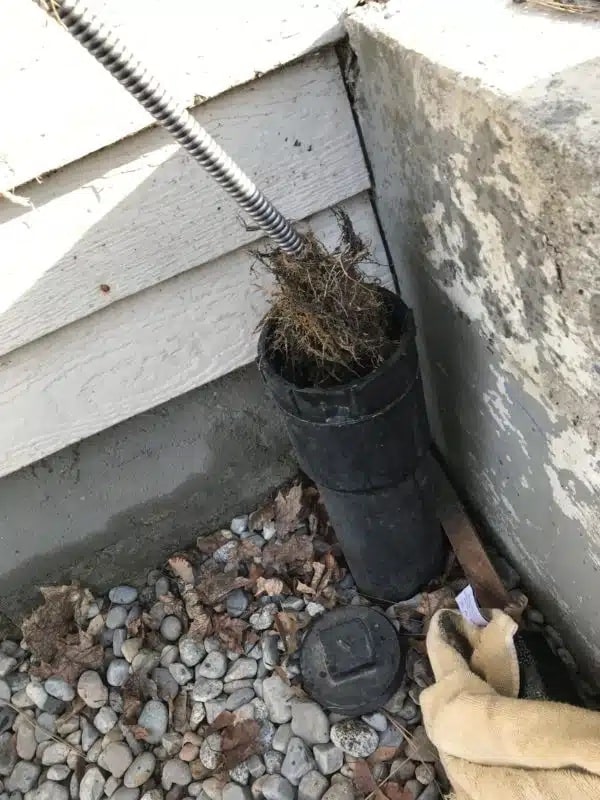 sewer-root-removal-cda-cabling tree roots being cabled out of clogged sewer main to restore drainage